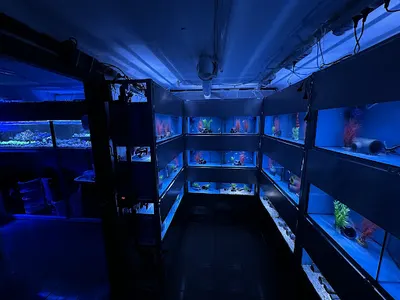 BlueboxCoral-Akwarystyka Morska